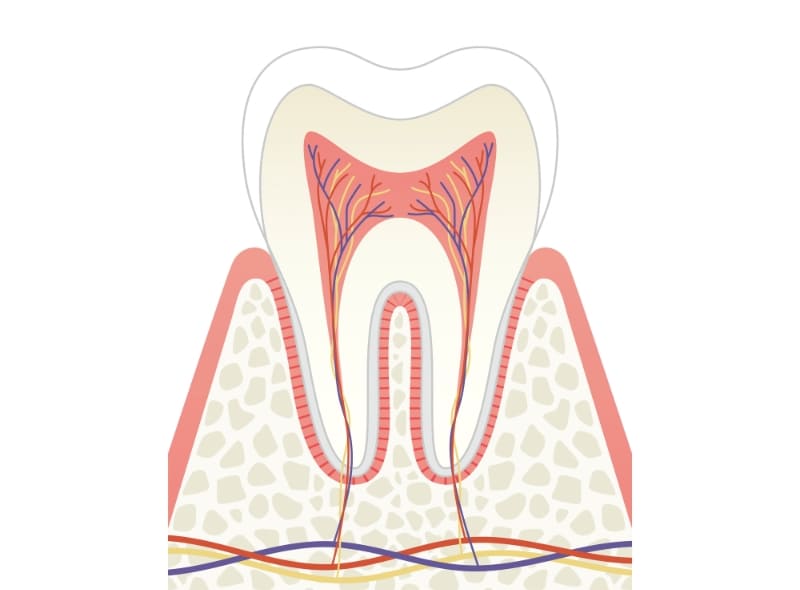 歯髄保存療法